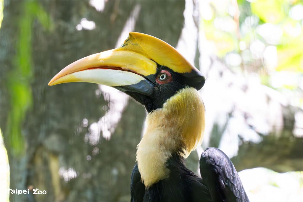 快新聞／北市動物園雙角犀鳥「白目」離世　獨留伴侶「園方特別關注健康狀況」