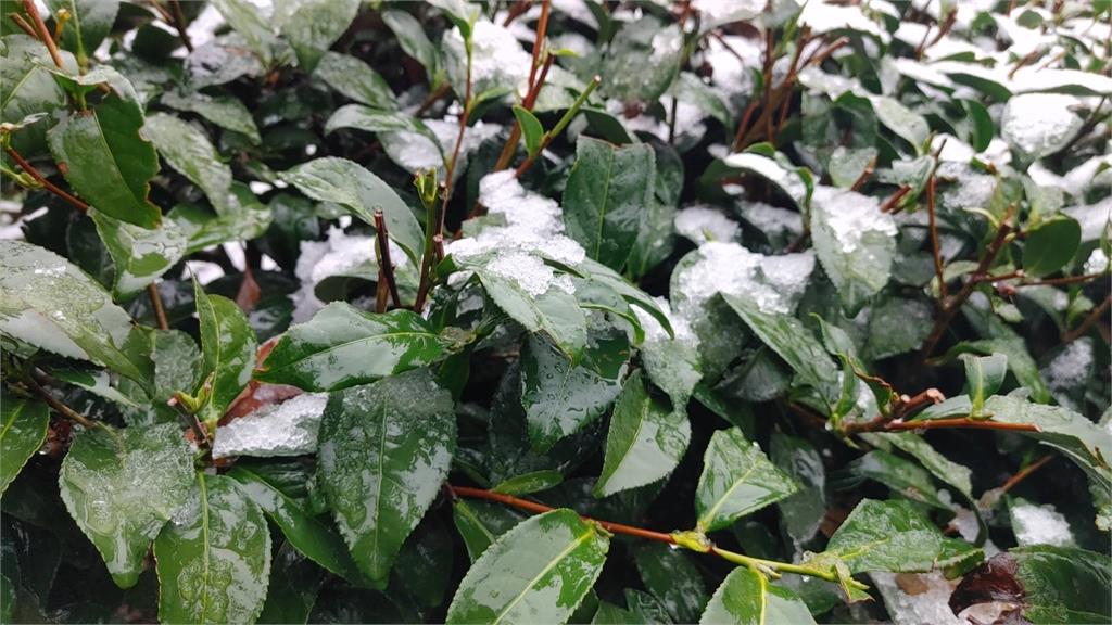 復興上巴陵罕見降3月雪 農業局曝果園、茶園受影響範圍