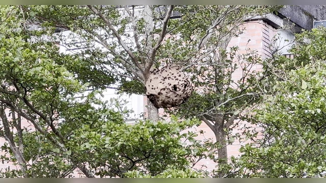 宜蘭某國中有籃球大蜂窩！　得過五天才摘？校方解釋了