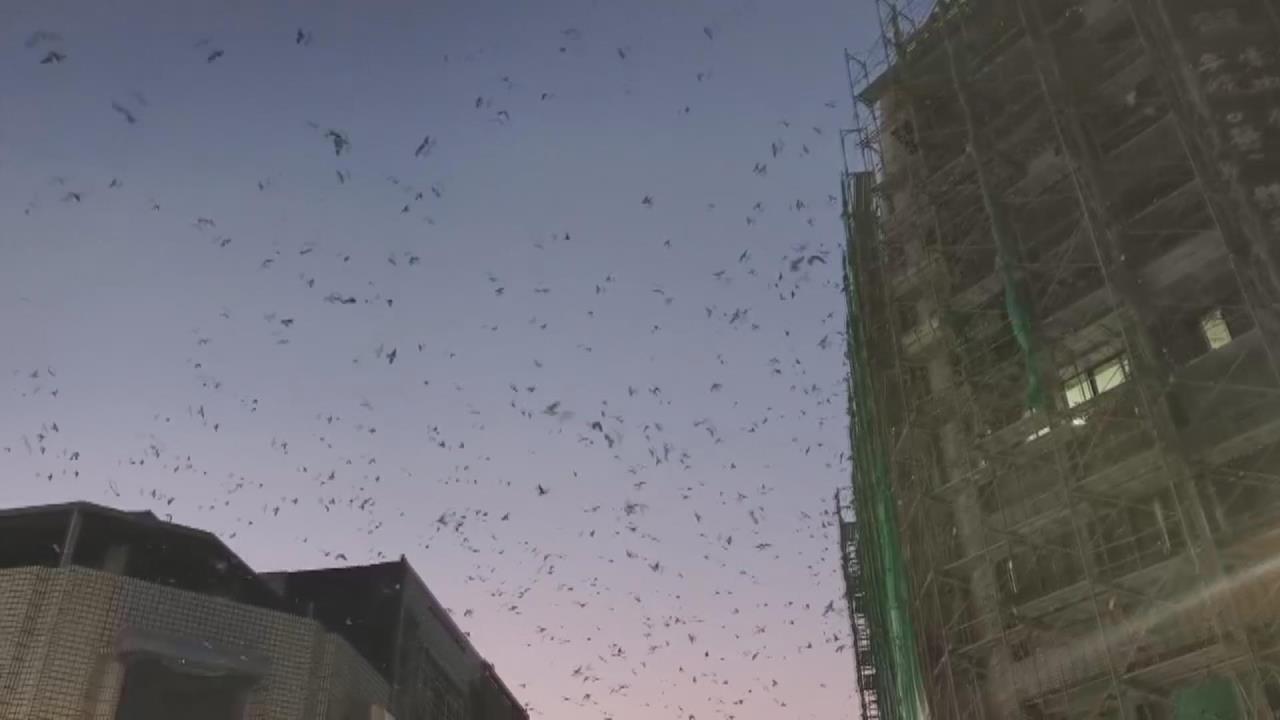 苗栗苑裡「萬燕齊發」叫聲擾人　行人遮頭躲「黃金雨」