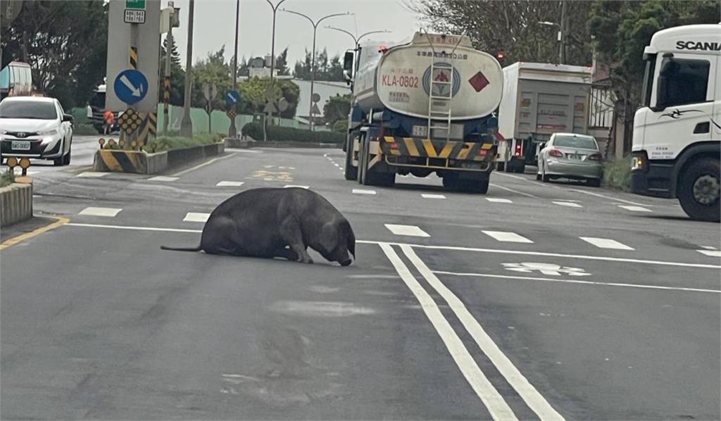 快新聞／桃園黑豬掉落在車道！員警聯繫車主處理　下場曝光