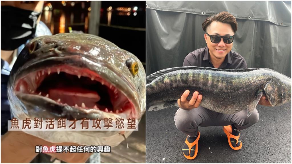 魚虎已能分辨魚鉤？「差2公分巧妙閃過」他曬影片佐證：真的會進化！