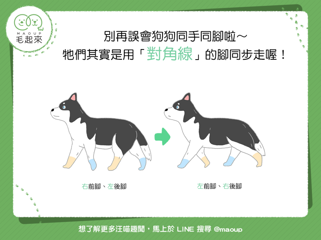 【汪汪冷知識】別再誤會狗狗同手同腳啦～牠們其實是用「對角線」的腳同步走喔！