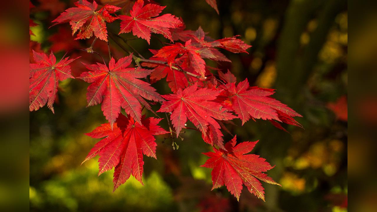 號稱11年來最美！　日本紅葉季開跑　各賞楓勝地湧現人潮