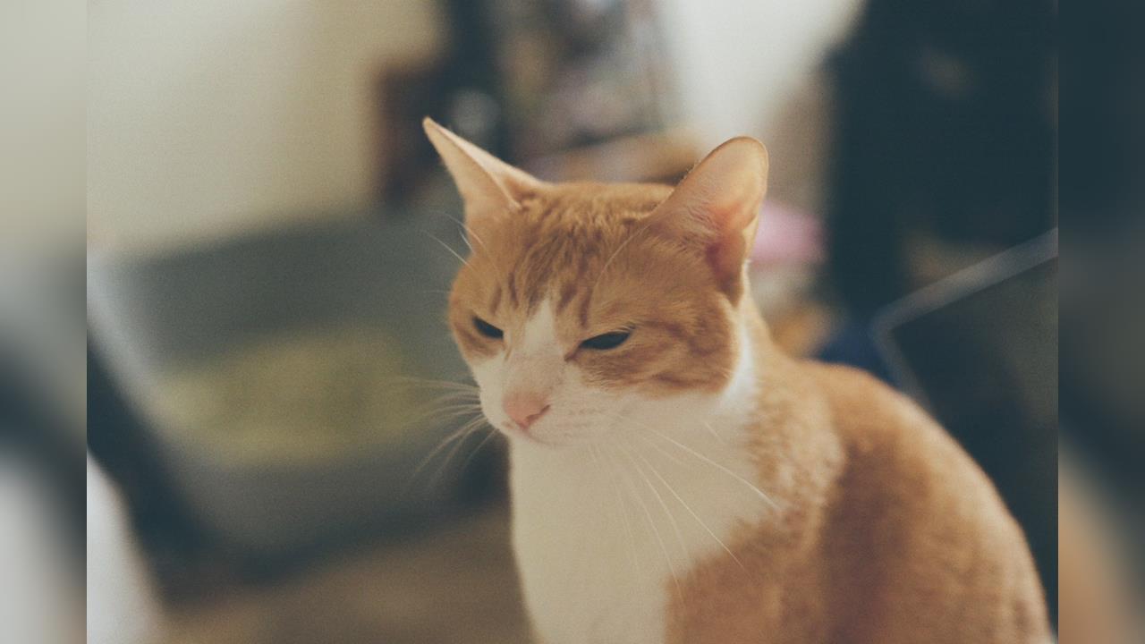 快新聞/寵物用藥新制7月上路!飼主獸醫憂心配套不足 防檢署10日再開會討論