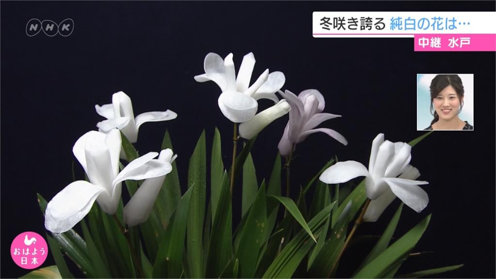 驚奇！茨城縣流傳百年技藝「蘿蔔雕花技術」
