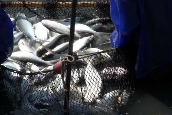 嘉義低溫虱目魚凍傷 已搶收40多噸
