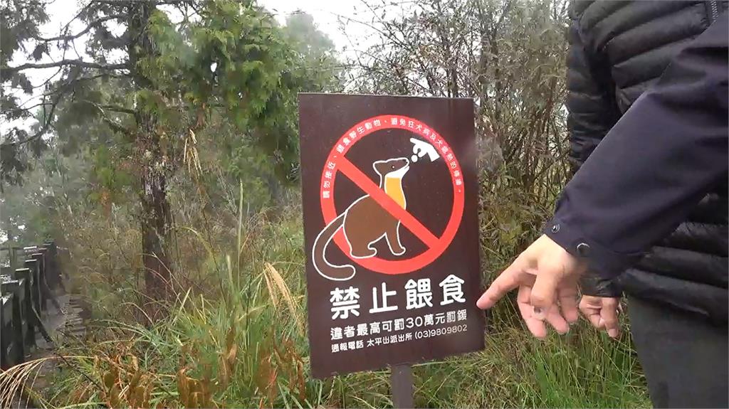 母湯!誘食拍黃喉貂全都錄 警以車追人送法辦「最重關一年」