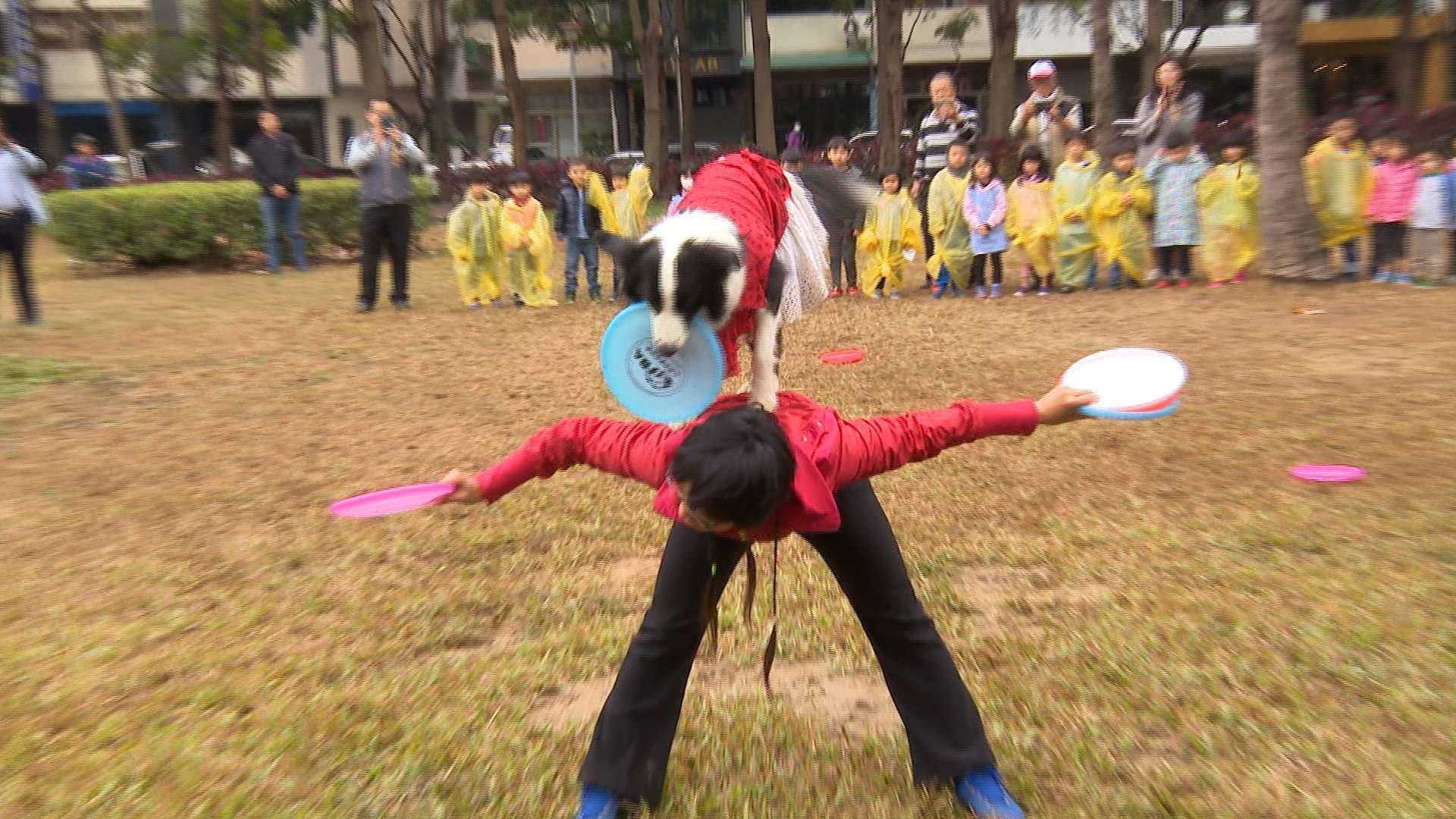 年齡不是問題！四歲才訓練  混種流浪犬照樣能表演