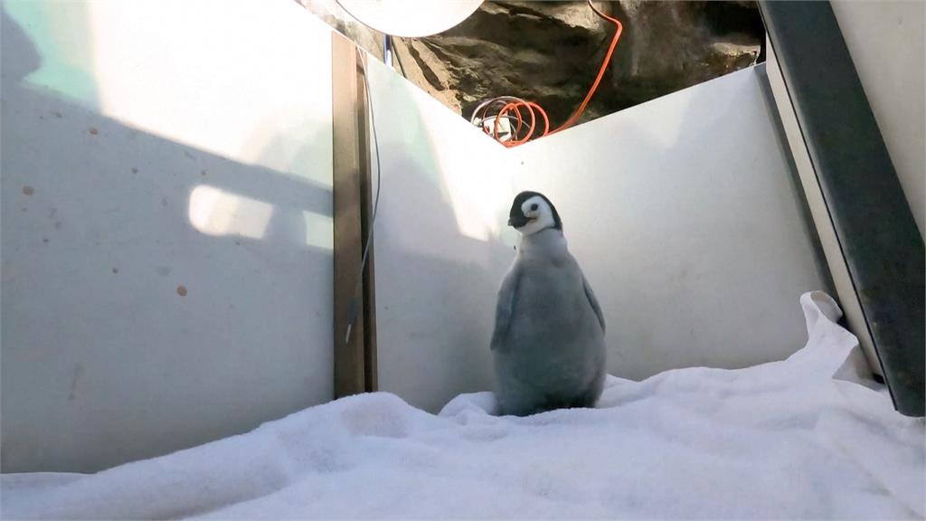 聖地牙哥海洋世界國王企鵝命名揭曉　「珍珠」獲壓倒性票數！工作人員曝這原因超適合