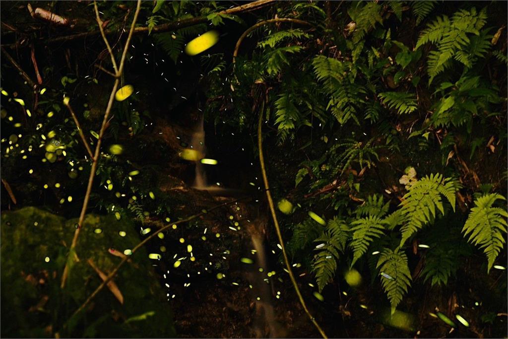 北市螢火蟲季4/1登場　攜手探索夜間小精靈的蹤跡