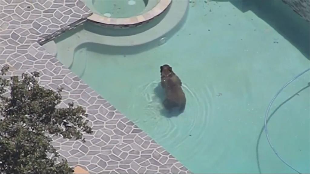熱！不耐32度高溫 黑熊闖豪宅泡泳池消暑