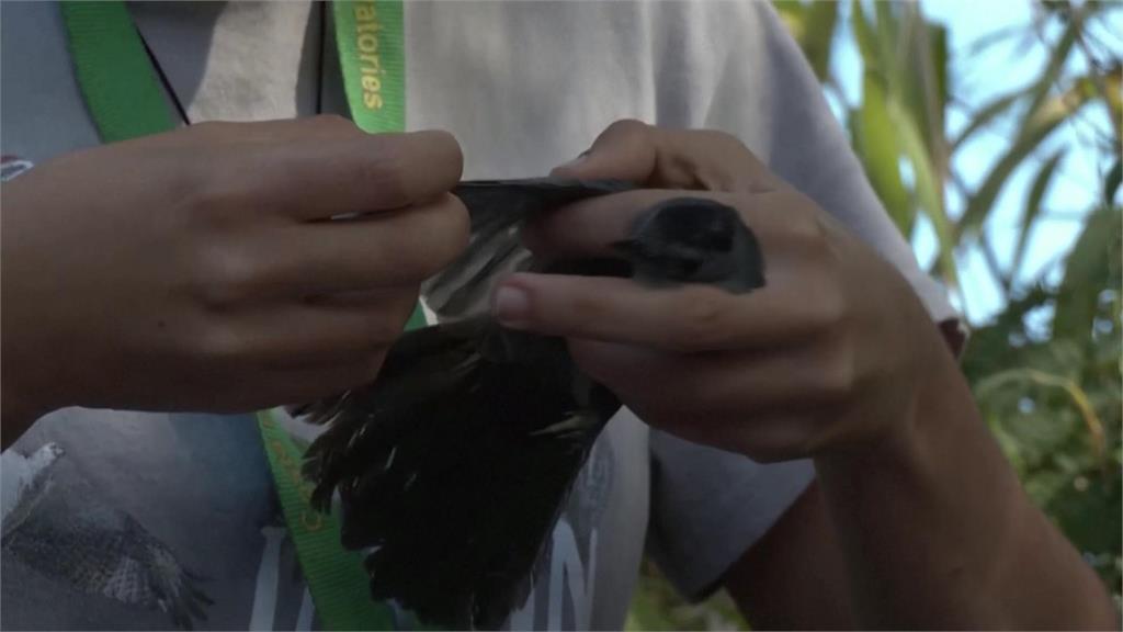 候鳥如何飛越大半個地球遷徙？　鳥類學家安裝「無線遠測器」解開謎團