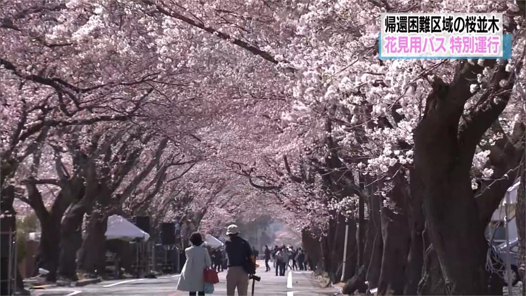 福島「夜之森」近90%櫻花樹  劃入輻射管制區