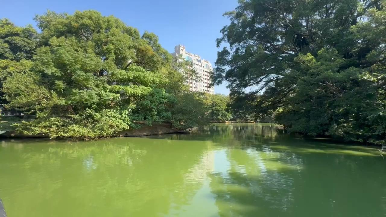 新竹麗池公園「池水綠油油」飄異味　民眾批：太離譜、沒人維護