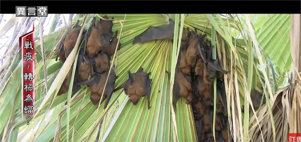 異言堂／身上帶有病菌 蝙蝠會危害人類健康？