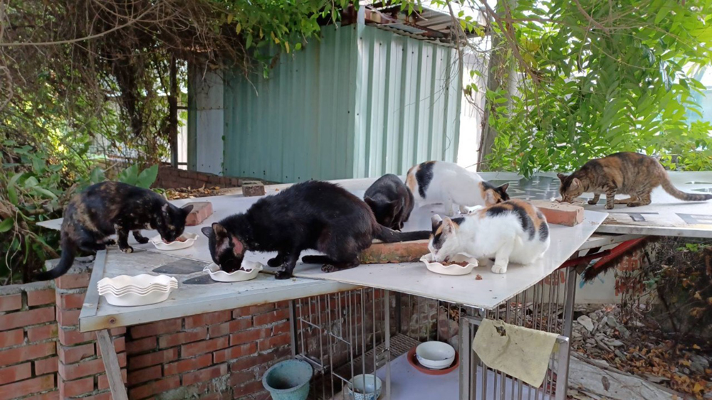 照顧浪浪不只是責任，更是一份溫暖