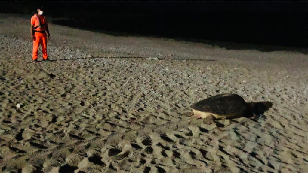 蘭嶼喜見綠蠵龜上岸產卵延續生命！海巡全程暖心守護