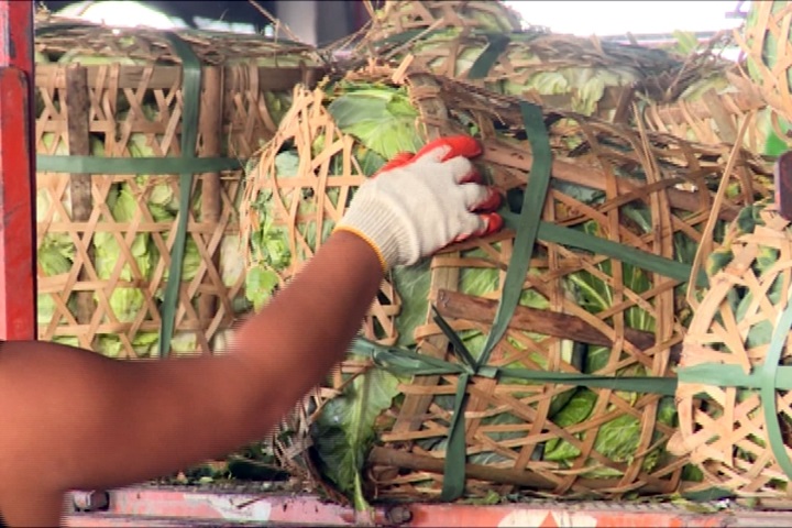 高麗菜菜價飆漲 果菜市場：非颱風前哄抬