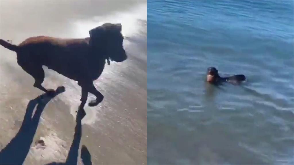 沙灘與狗狗玩球驚見「海豹亂入」　全速狂游激戰38秒影片曝光！