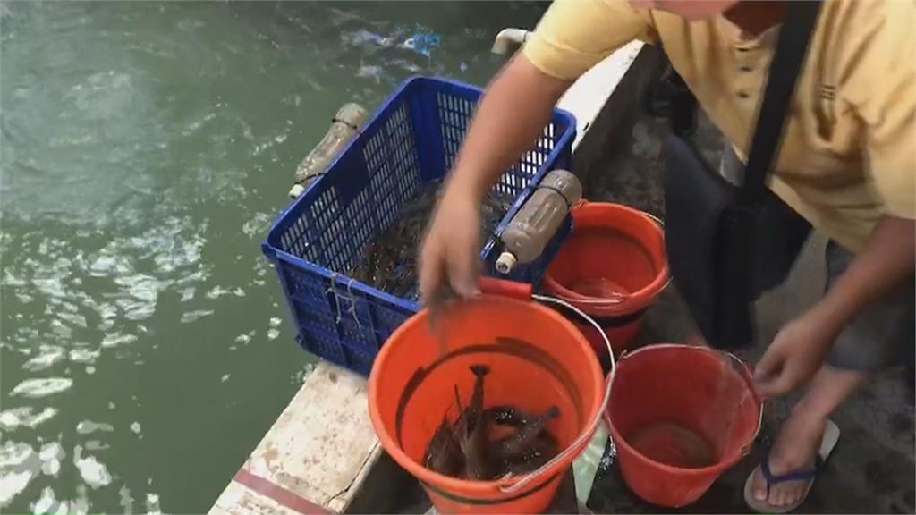 熱血民眾看過來！　霸氣釣蝦場捐血即送泰國蝦