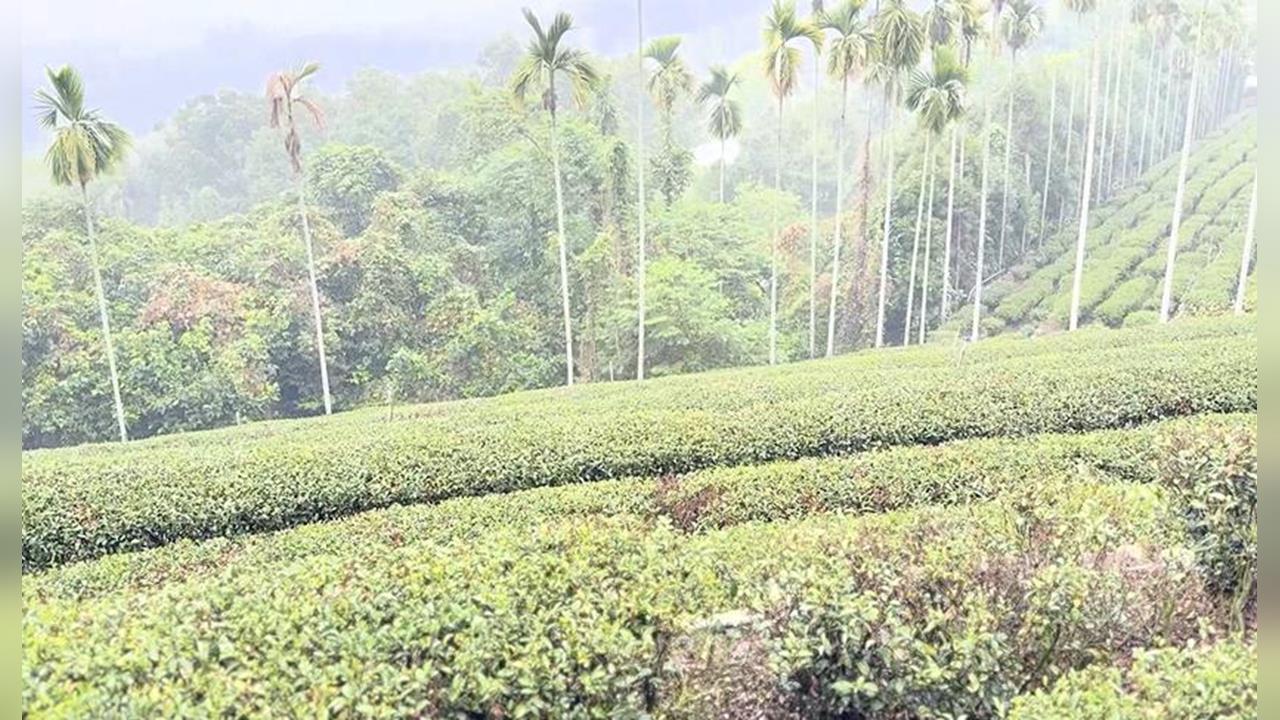 年初少雨!春茶還沒採枯一半 南投茶列天然災害現金救助範圍