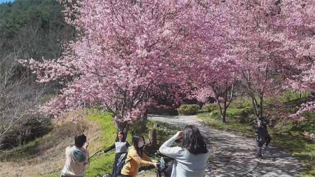 驚人美景！武陵農場巨大「櫻花河流」吸睛