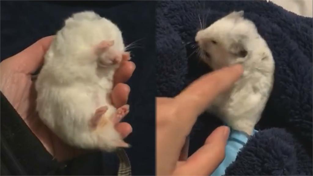 倉鼠全身僵硬無反應！飼主1招讓牠起死回生　真相曝光網友全嚇慘