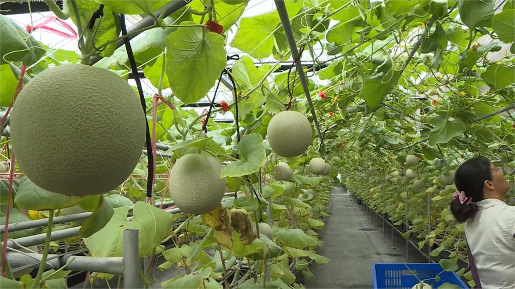 品質不輸日本哈密瓜！青農嬌養洋香瓜 溫室吊掛栽種
