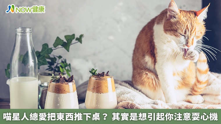 喵星人總愛把東西推下桌？其實是想引起你注意耍心機