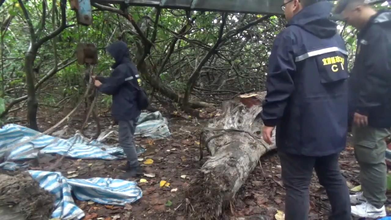 惡劣山老鼠！宜蘭租西瓜田「藏紅檜木」　疑司機侵占還「毆打勒索３６萬」