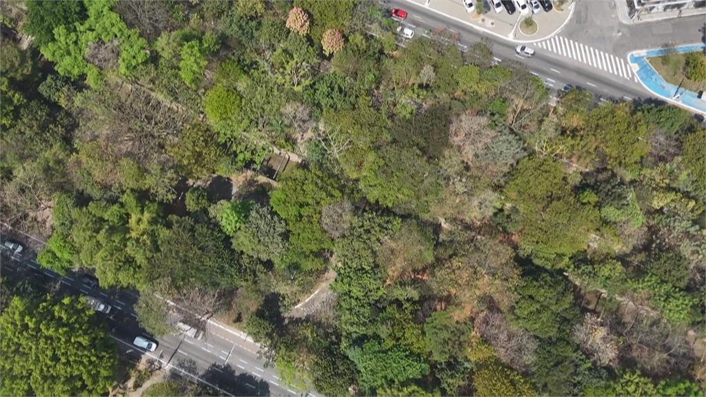 跟樹木對話沉澱心靈　巴西種樹達人21年種逾4萬棵樹