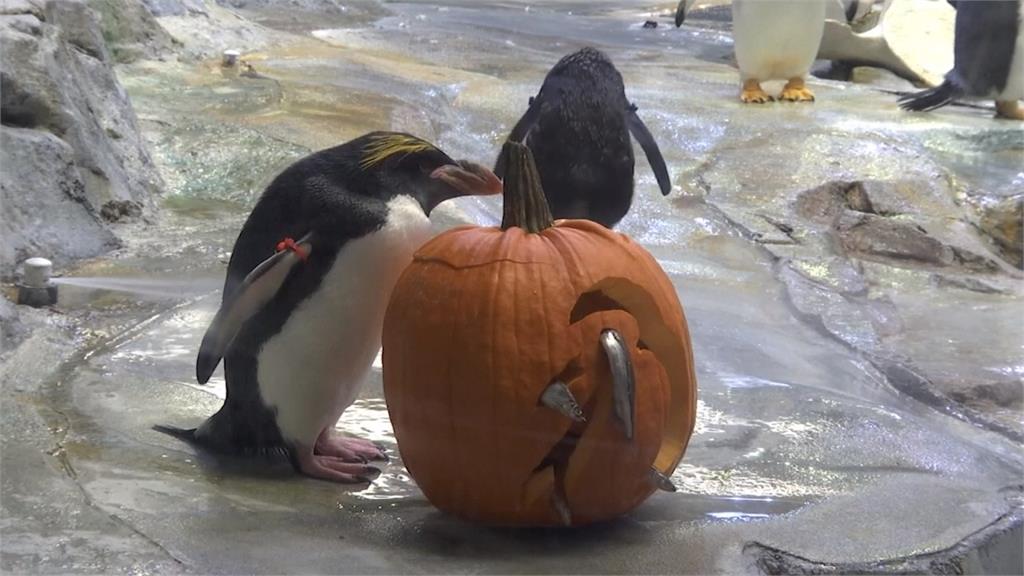 美國動物園提早開萬聖趴！動物見南瓜反應超萌