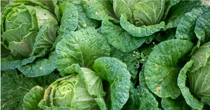 如何辨別高麗菜壞掉？日廚師曝「腐敗3警訊」