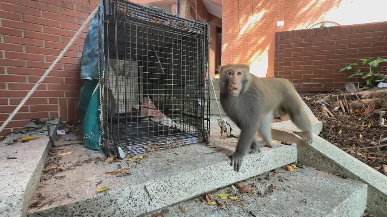 獼猴太多擾校園！中山大學設誘捕籠抓猴引質疑　校方：合法防衛權宜之計