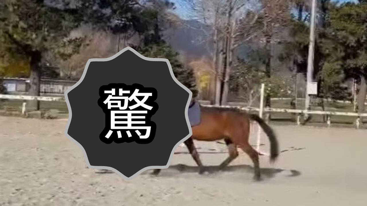 日本驚見「六腳獸」新品種?畫面瘋傳破千萬觀看…台日網友崩潰:笑到眼淚噴出來