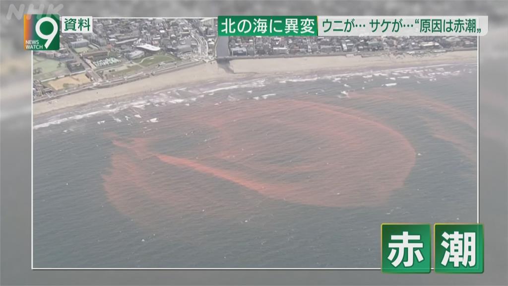 北海道最慘赤潮危機！鮭魚暴斃損失11億台幣
