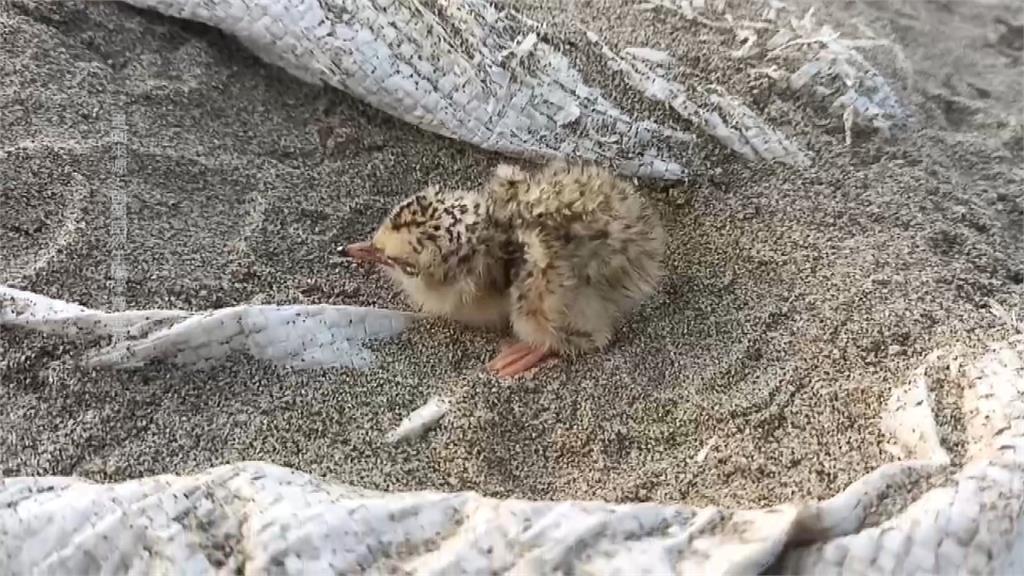 熱搜／驚喜！通霄沙灘出現二級保育鳥類「小燕鷗」鳥蛋
