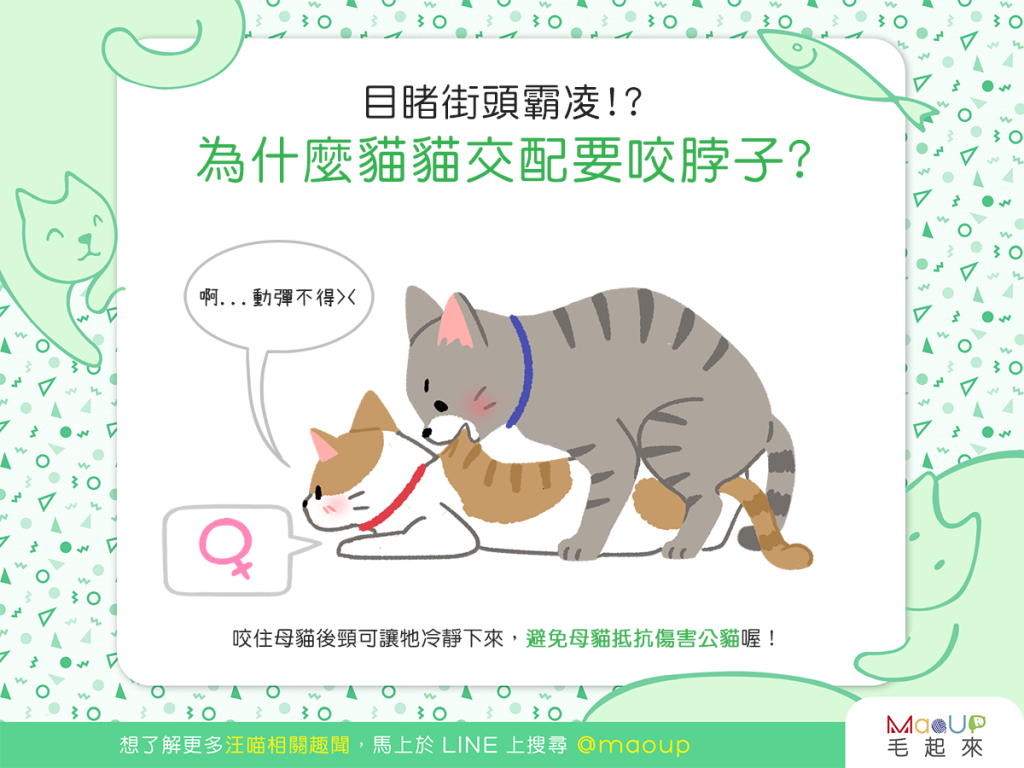 猫咪发情，母猫会挑选什么样的公猫交配呢？ - 知乎