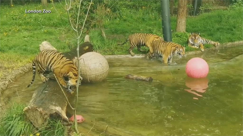 當自己家！孔雀飛進飛出　老虎泡泳池戲水