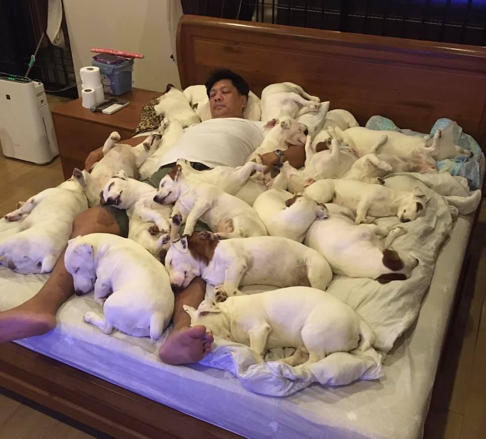 天冷不用蓋被子！20隻㹴犬擠爆床睡飽畫面超療癒