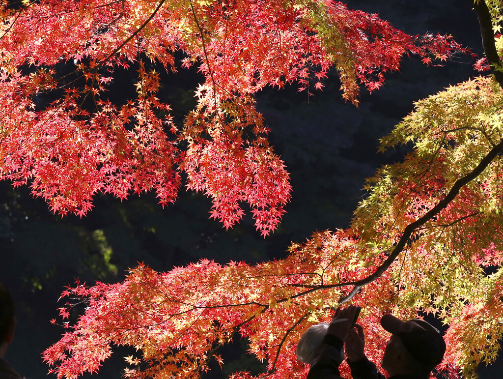 暖化影響！楓紅時機難掌握　擋不住民眾湧福島、札幌賞楓