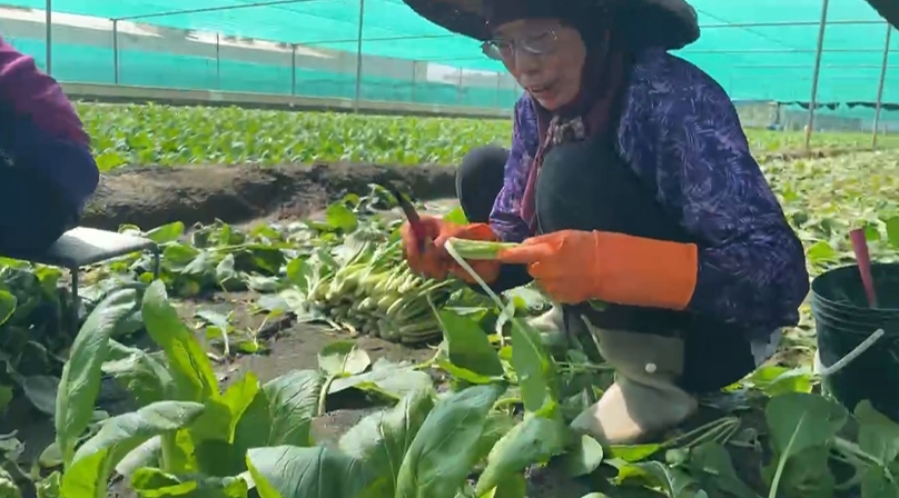 雨災無情！菜全泡爛「無菜可賣」　每公斤「平均交易價」破50元