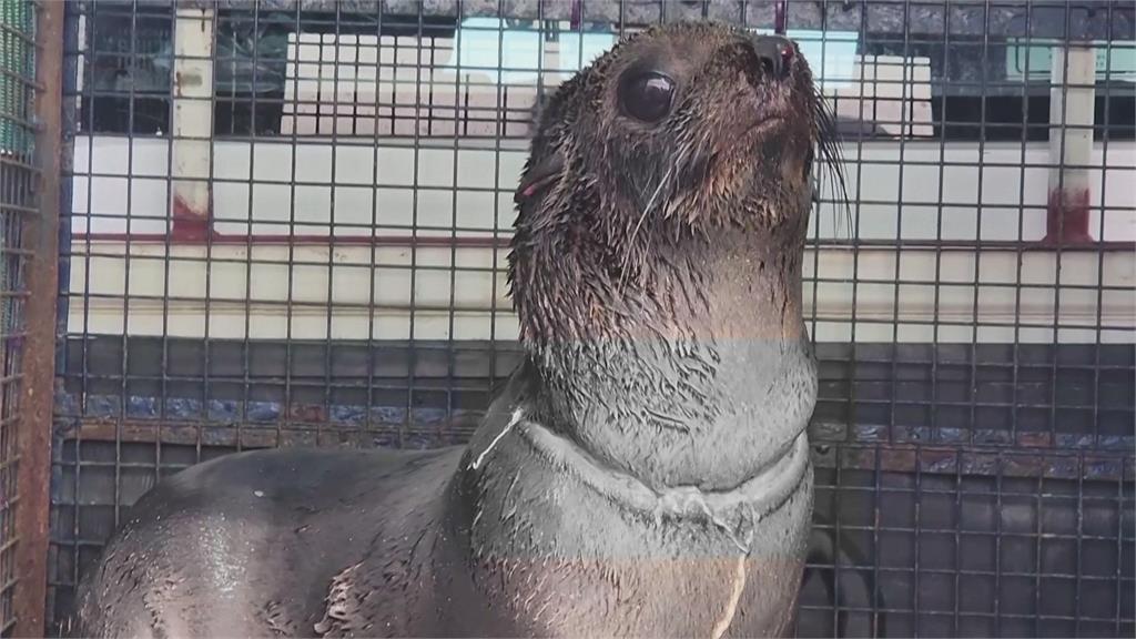 怵目驚心！阿根廷海獅遭工業塑膠環勒頸　「脖子滿是血」一度攻擊救援隊
