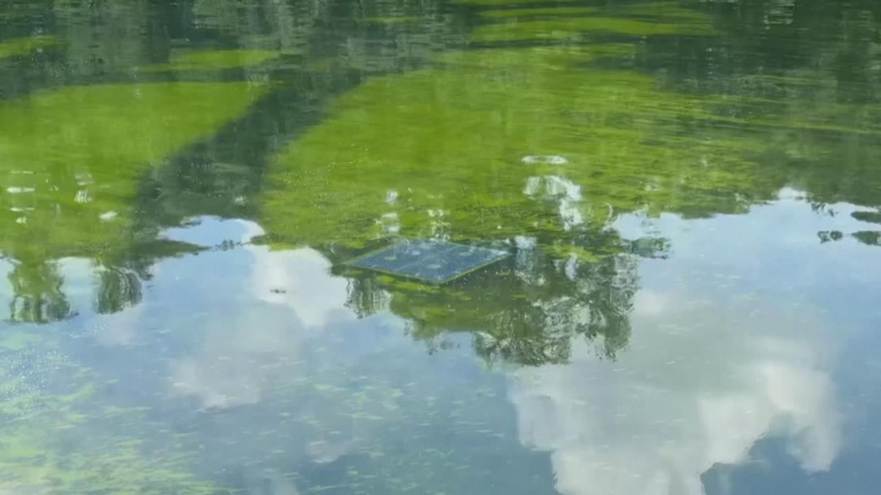 川普砸4億台幣翻修水池  不到2週成「綠藻池」