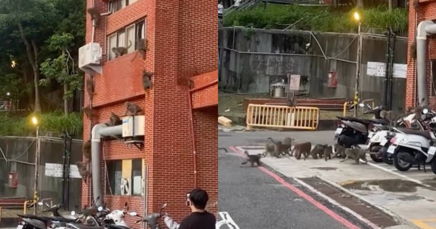 開學日被「學長」包圍！20隻獼猴中山大學宿舍垂降　網驚：荒唐到像AI
