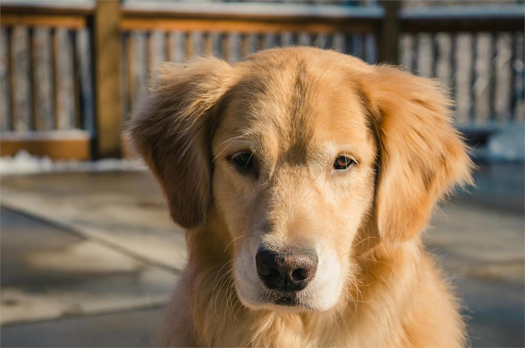 再遠也「咬」找到你！黃金獵犬遭棄養「狂追9天回家」負心飼主下場曝光