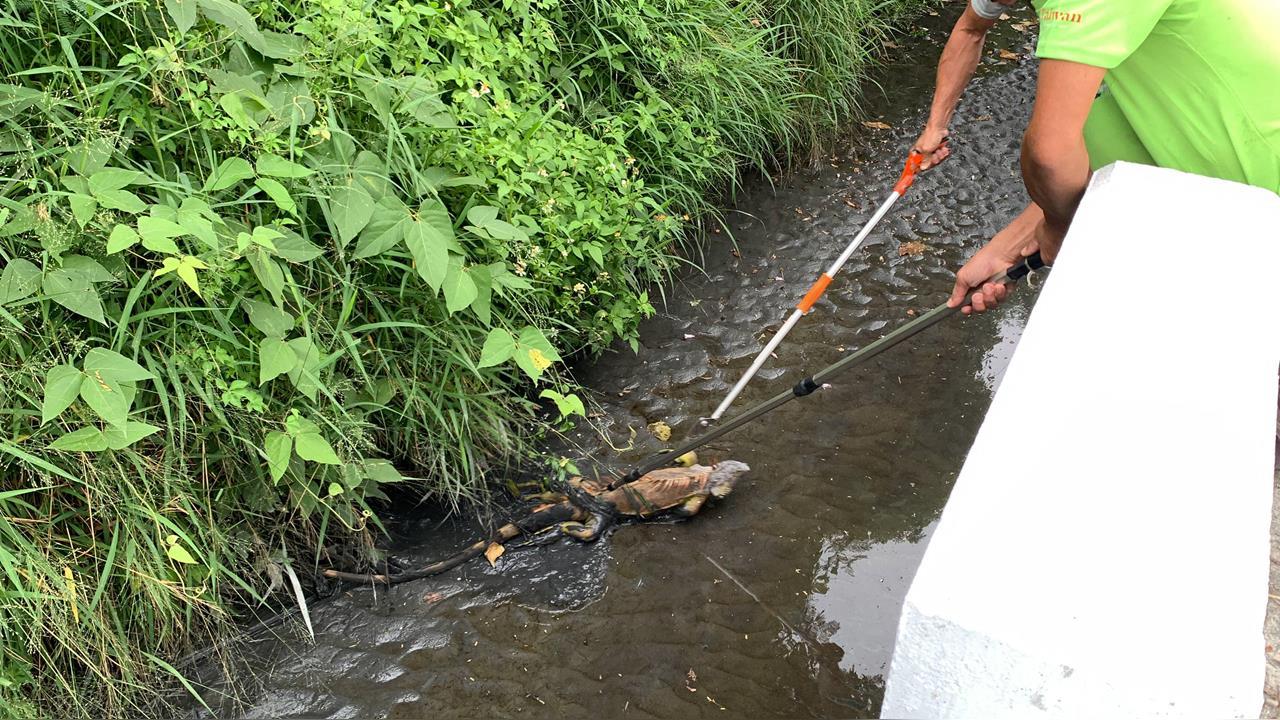 一年狂抓1.5萬隻!屏東「最強獵人」獵殺綠鬣蜥…爽領175萬禮券