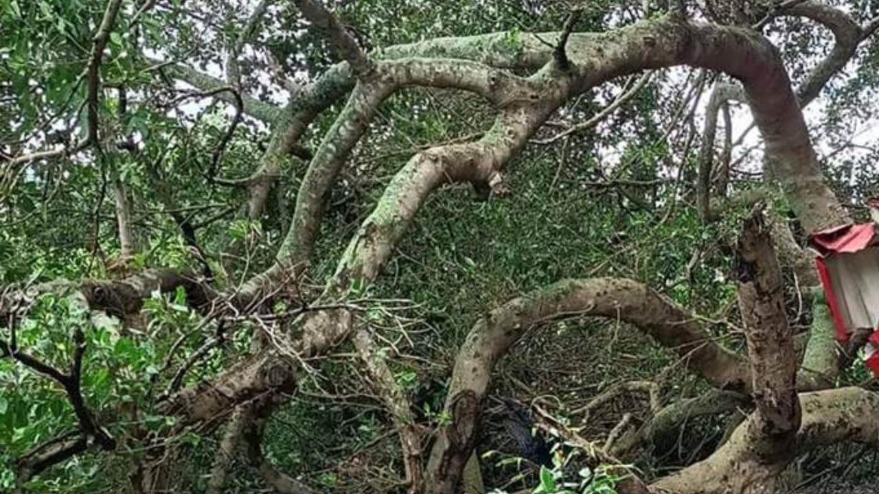 66歲翁雙手骨折「吊掛樹上」離奇亡!現任妻「烙人撬車門搜刮」下秒人間蒸發