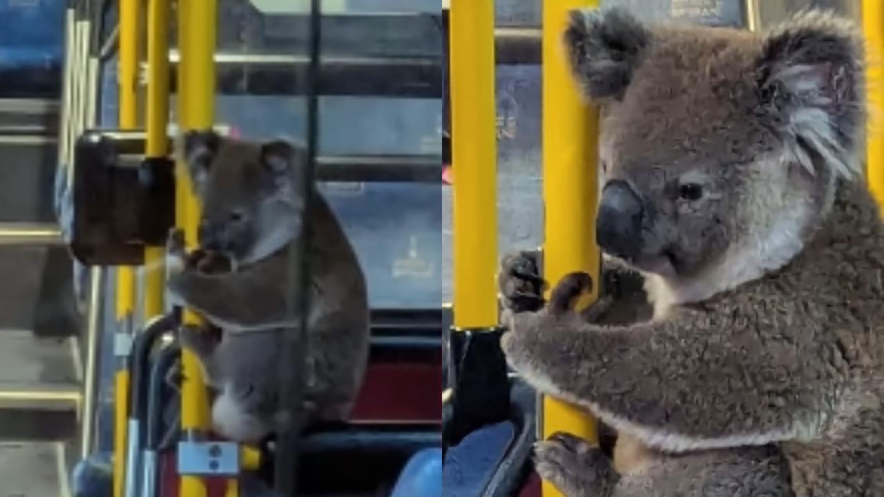 無尾熊誤闖市區「搭公車」畫面流出！「手握扶把」模樣吸34萬人朝聖：太可愛